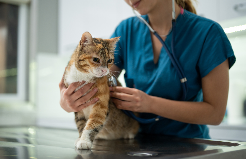 A cat getting a checkup at the vet