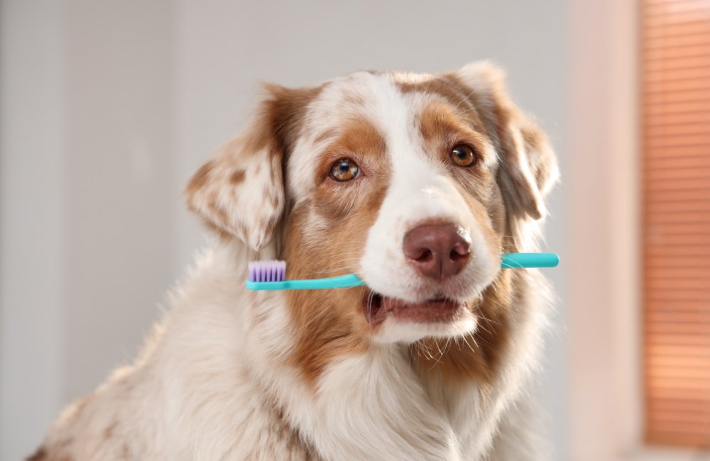 A dog is holding a toothbrush in its mouth