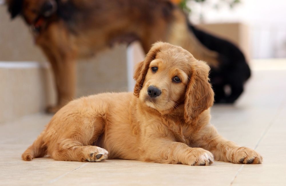 A golden retriever puppy sitting on the floor in front of other dogs A golden retriever puppy sitting on the floor in front of other dogs