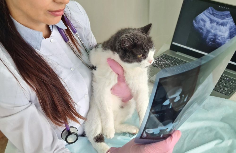 A person is holding a cat in front of a computer screen