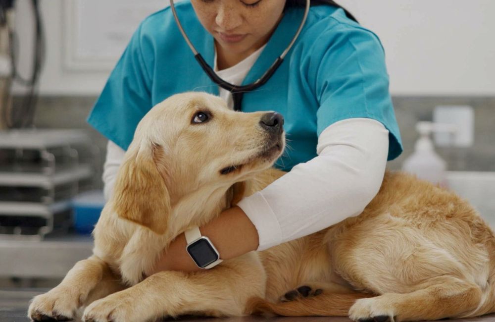 a person in blue scrubs is petting a golden retriever