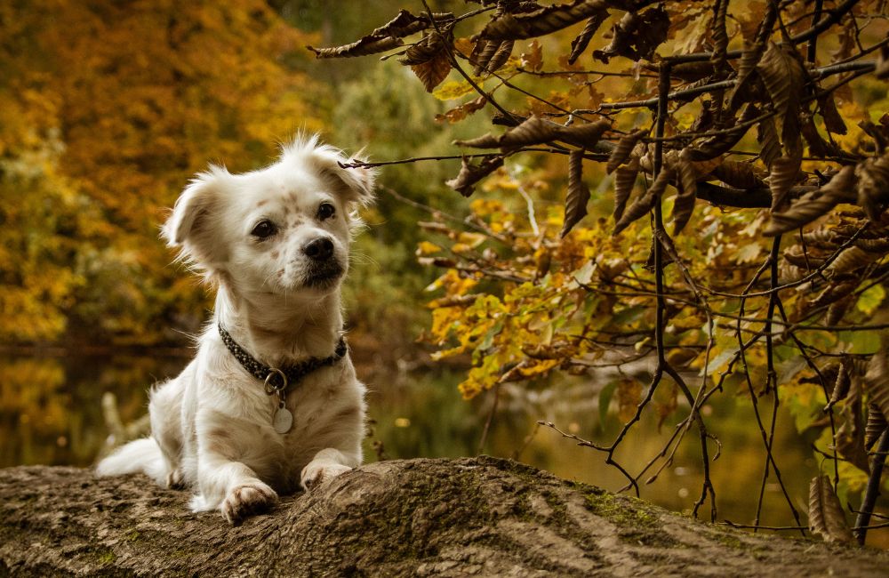 a small dog sitting on top of a fallen tree a small dog sitting on top of a fallen tree