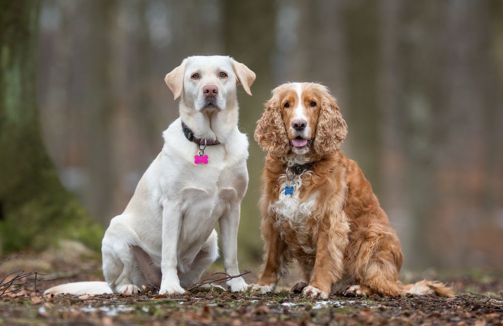 two dogs sitting side by side in the woods